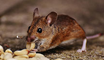 24 Hour & Emergency Exterminators in Jefferson Hls, PA